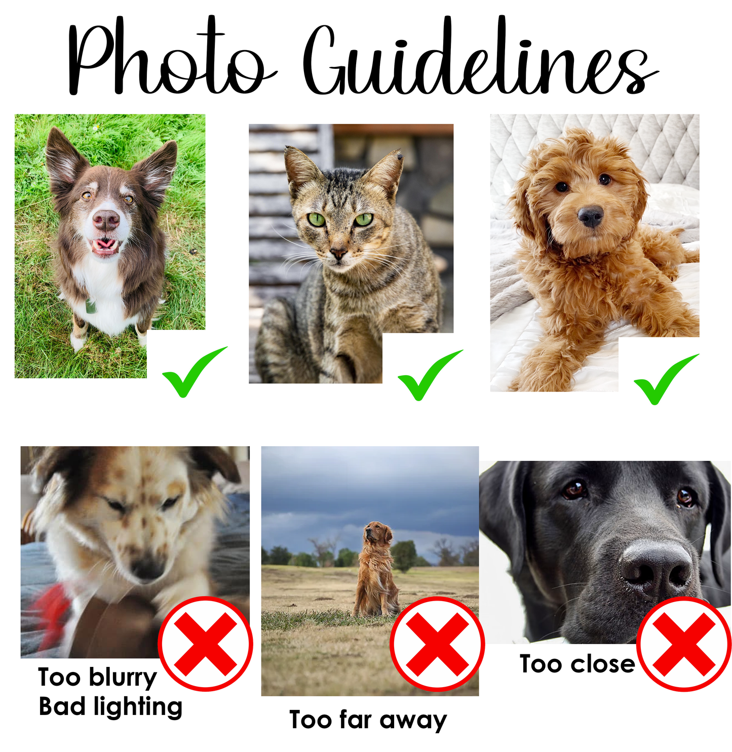 Custom Pet T-Shirt Using Pet Photo